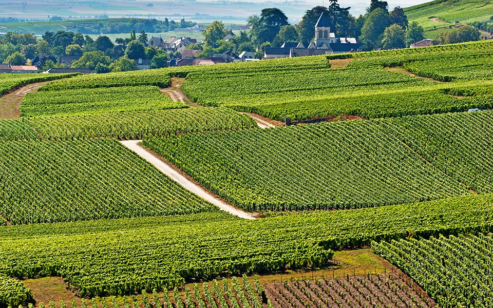 vignobles à Cramant